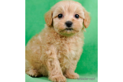 成約済の東京都のマルプー:マルチーズ×トイプードル-226456の5枚目